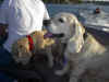 Dogs finally make it on the boat...